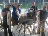 (07/31/2017) - Nice Striped Bass